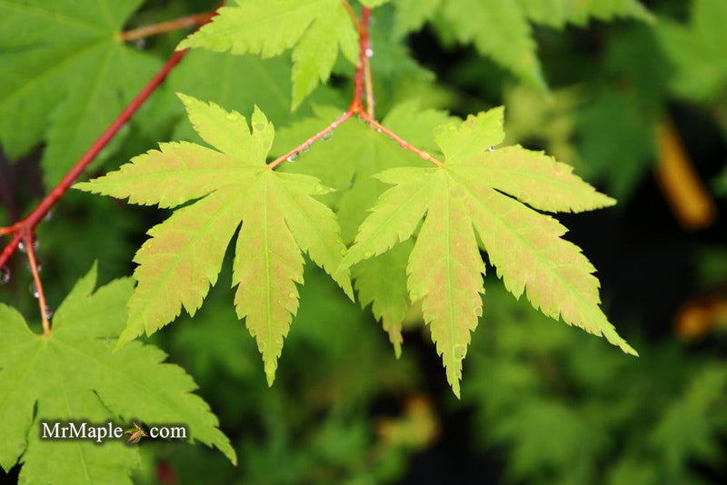 - Acer circinatum x palmatum 'Herbstfeuer' Japanese Maple - Mr Maple │ Buy Japanese Maple Trees