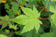 - Acer circinatum x palmatum 'Herbstfeuer' Japanese Maple - Mr Maple │ Buy Japanese Maple Trees