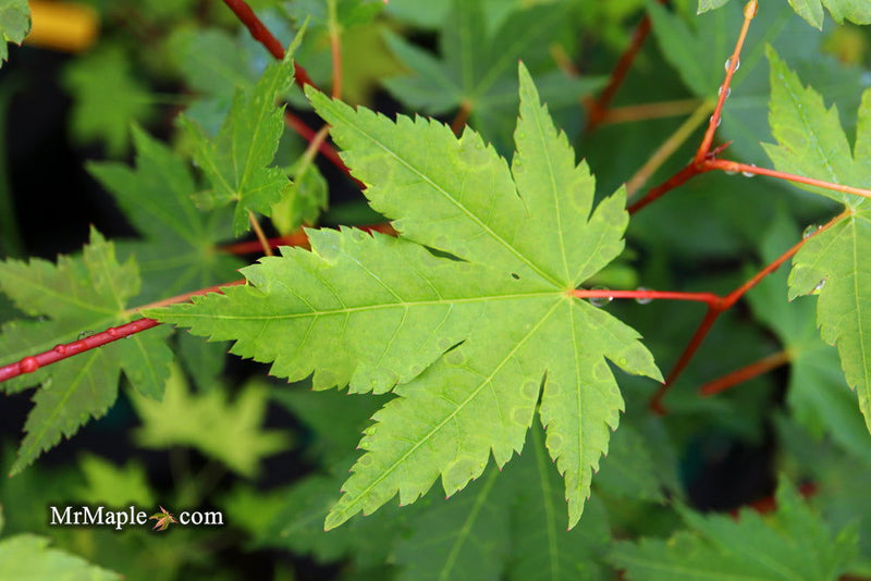 - Acer circinatum x palmatum 'Herbstfeuer' Japanese Maple - Mr Maple │ Buy Japanese Maple Trees