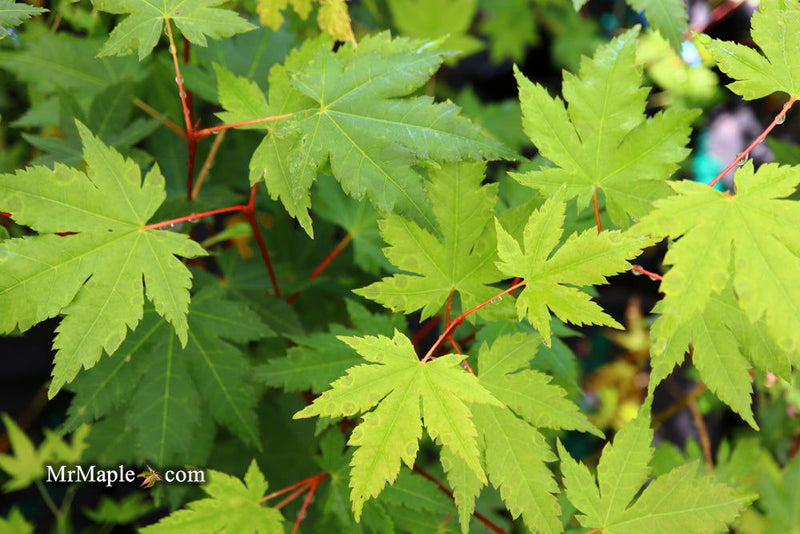 - Acer circinatum x palmatum 'Herbstfeuer' Japanese Maple - Mr Maple │ Buy Japanese Maple Trees