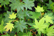 - Acer circinatum x palmatum 'Herbstfeuer' Japanese Maple - Mr Maple │ Buy Japanese Maple Trees