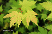 - Acer circinatum x palmatum 'Herbstfeuer' Japanese Maple - Mr Maple │ Buy Japanese Maple Trees