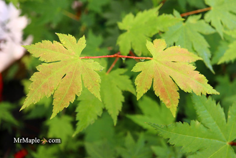- Acer circinatum x palmatum 'Herbstfeuer' Japanese Maple - Mr Maple │ Buy Japanese Maple Trees