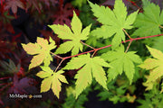 - Acer circinatum x palmatum 'Herbstfeuer' Japanese Maple - Mr Maple │ Buy Japanese Maple Trees