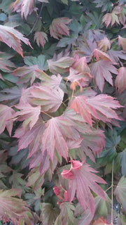 - Acer circinatum x palmatum 'Lupe' Loopy Japanese Maple - Mr Maple │ Buy Japanese Maple Trees