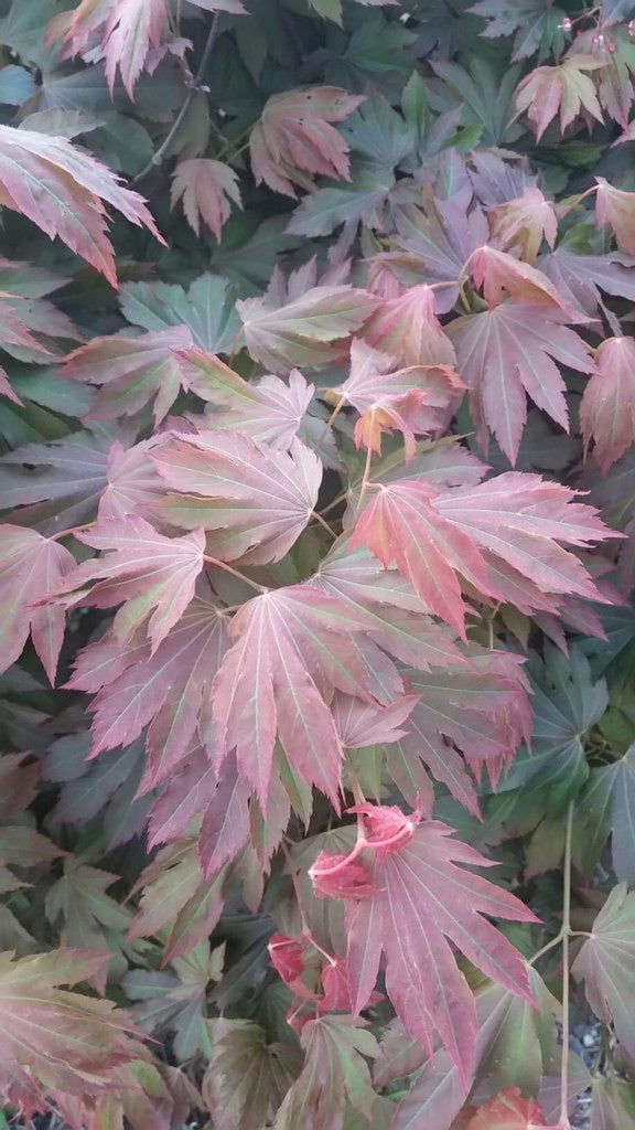 - Acer circinatum x palmatum 'Lupe' Loopy Japanese Maple - Mr Maple │ Buy Japanese Maple Trees
