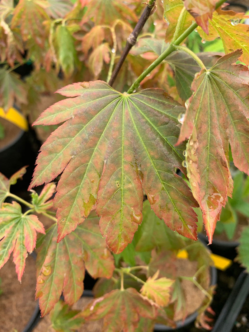 - Acer circinatum x palmatum 'Lupe' Loopy Japanese Maple - Mr Maple │ Buy Japanese Maple Trees