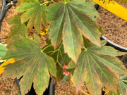 - Acer circinatum x palmatum 'Lupe' Loopy Japanese Maple - Mr Maple │ Buy Japanese Maple Trees