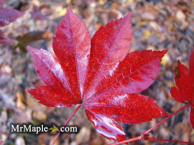 - Acer circinatum x palmatum 'Morton Arboretum #644-81' Japanese Maple - Mr Maple │ Buy Japanese Maple Trees