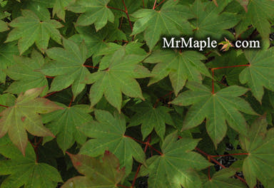 - Acer circinatum x palmatum 'Morton Arboretum #644-81' Japanese Maple - Mr Maple │ Buy Japanese Maple Trees