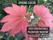 - Acer circinatum x palmatum 'Morton Arboretum #644-81' Japanese Maple - Mr Maple │ Buy Japanese Maple Trees