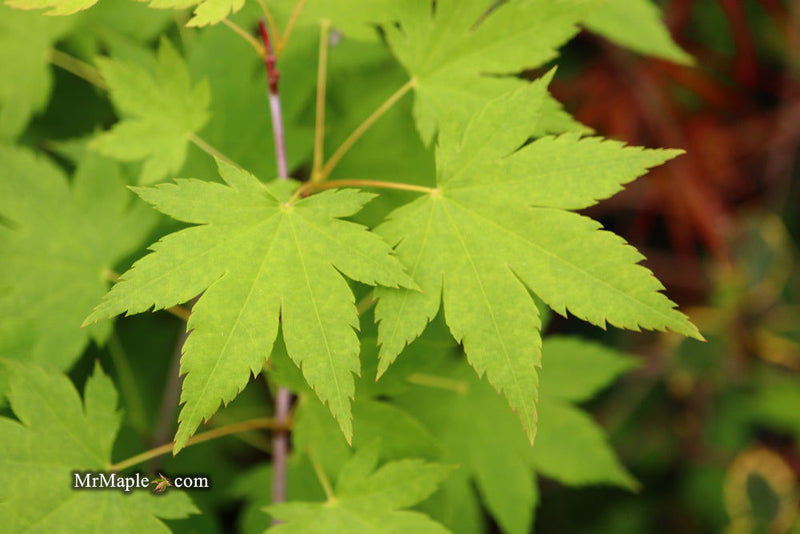 - Acer circinatum x palmatum 'Santiam' Japanese Maple - Mr Maple │ Buy Japanese Maple Trees