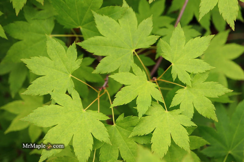- Acer circinatum x palmatum 'Santiam' Japanese Maple - Mr Maple │ Buy Japanese Maple Trees
