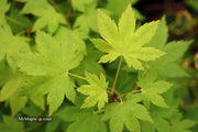 - Acer circinatum x palmatum 'Santiam' Japanese Maple - Mr Maple │ Buy Japanese Maple Trees