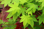 - Acer circinatum x palmatum 'Santiam' Japanese Maple - Mr Maple │ Buy Japanese Maple Trees