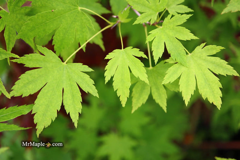 - Acer circinatum x palmatum 'Santiam' Japanese Maple - Mr Maple │ Buy Japanese Maple Trees
