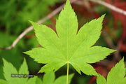 - Acer circinatum x palmatum 'Santiam' Japanese Maple - Mr Maple │ Buy Japanese Maple Trees