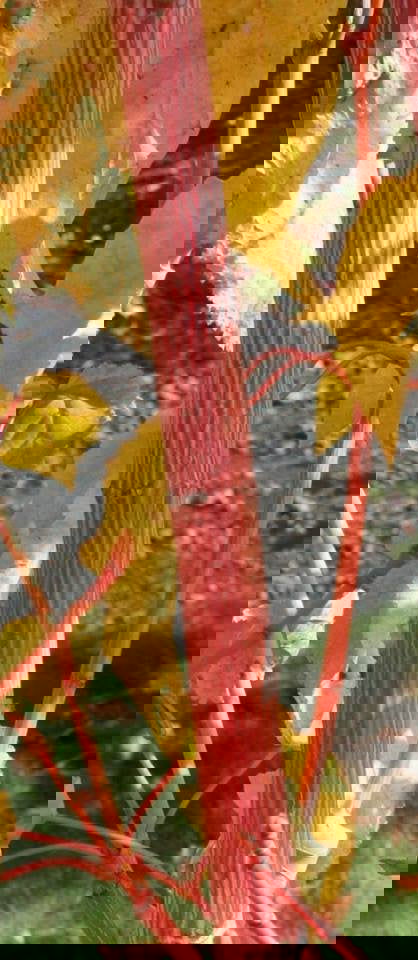 - Acer conspicuum x 'Phoenix' Snakebark Japanese Maple - Mr Maple │ Buy Japanese Maple Trees