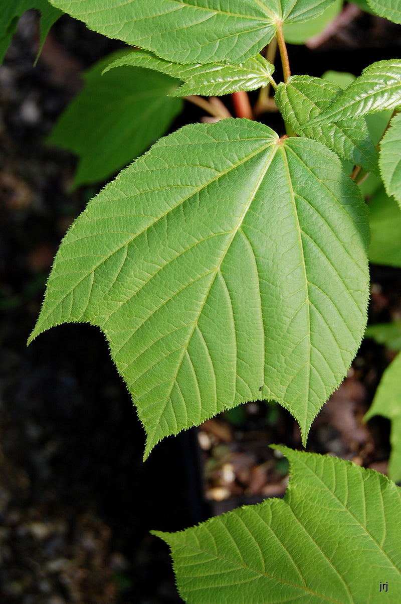 - Acer conspicuum x 'Phoenix' Snakebark Japanese Maple - Mr Maple │ Buy Japanese Maple Trees