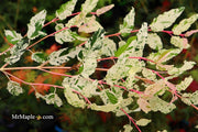 - Acer crataegifolium 'Meuri no fu' Variegated Snakebark Japanese Maple - Mr Maple │ Buy Japanese Maple Trees