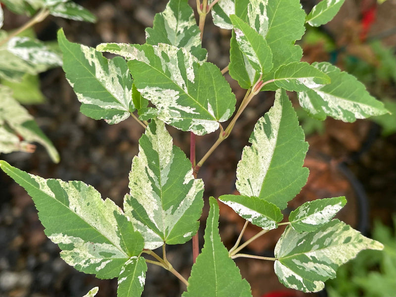 - Acer crataegifolium 'Meuri no fu' Variegated Snakebark Japanese Maple - Mr Maple │ Buy Japanese Maple Trees