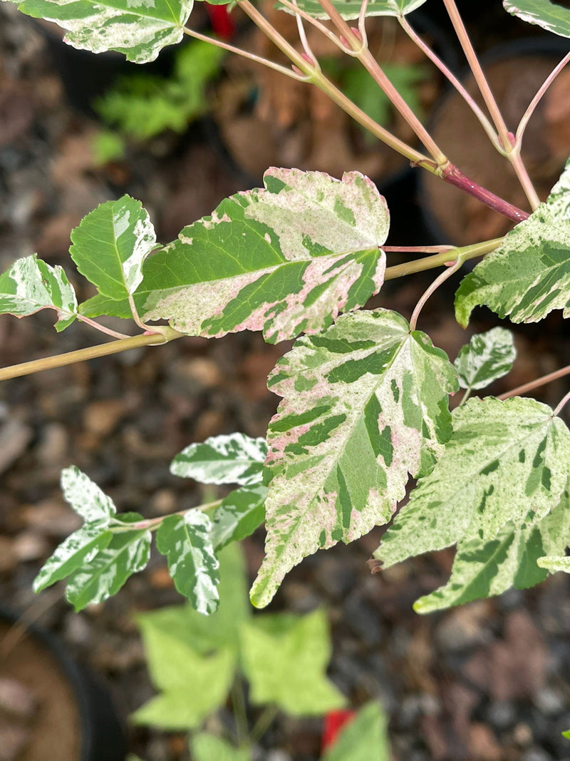- Acer crataegifolium 'Meuri no fu' Variegated Snakebark Japanese Maple - Mr Maple │ Buy Japanese Maple Trees
