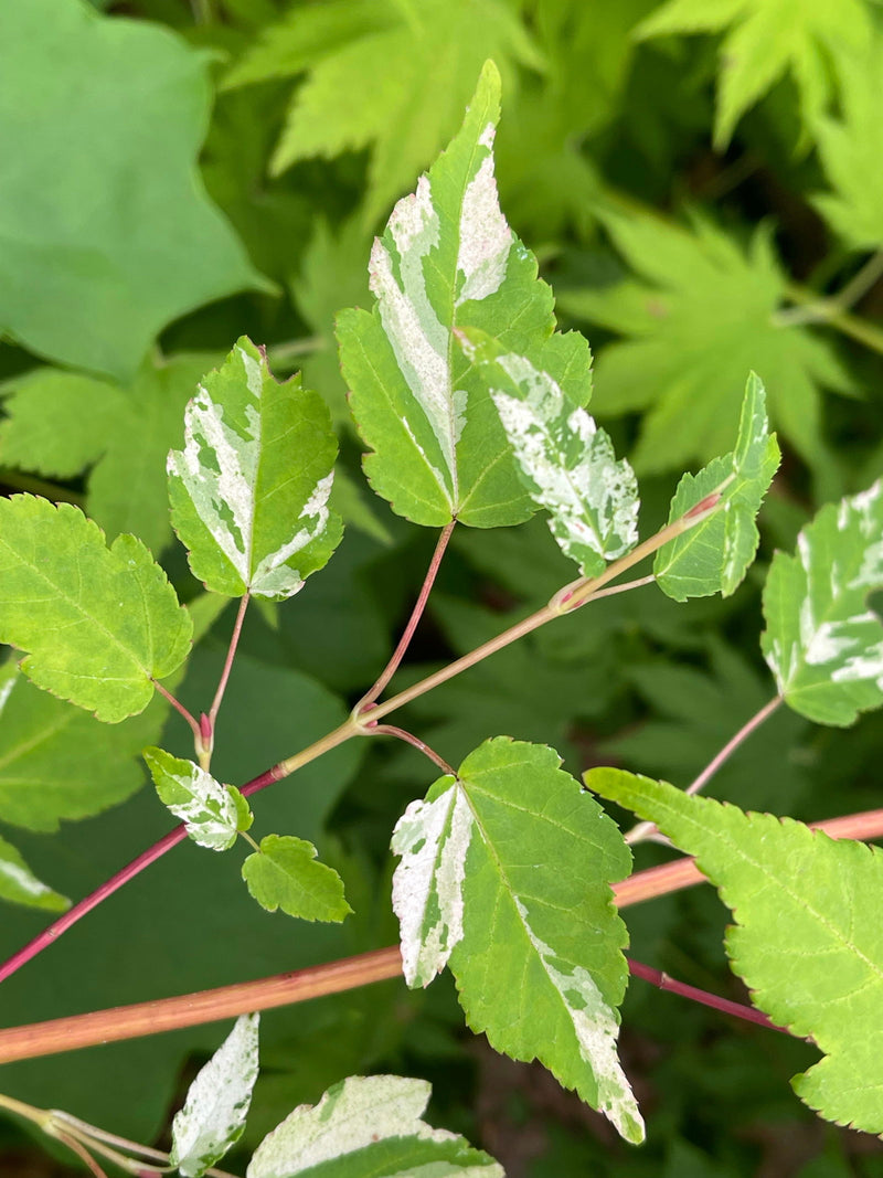 - Acer crataegifolium 'Meuri no fu' Variegated Snakebark Japanese Maple - Mr Maple │ Buy Japanese Maple Trees