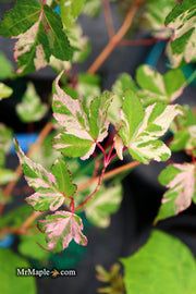 - Acer crataegifolium 'Meuri no fu' Variegated Snakebark Japanese Maple - Mr Maple │ Buy Japanese Maple Trees