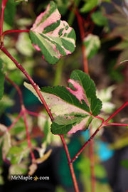 - Acer crataegifolium 'Meuri no fu' Variegated Snakebark Japanese Maple - Mr Maple │ Buy Japanese Maple Trees