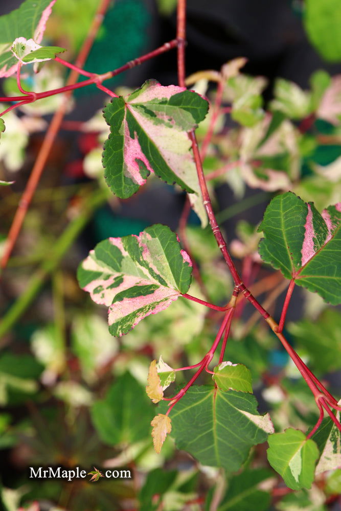 - Acer crataegifolium 'Meuri no fu' Variegated Snakebark Japanese Maple - Mr Maple │ Buy Japanese Maple Trees
