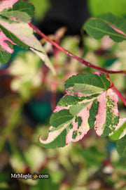 - Acer crataegifolium 'Meuri no fu' Variegated Snakebark Japanese Maple - Mr Maple │ Buy Japanese Maple Trees