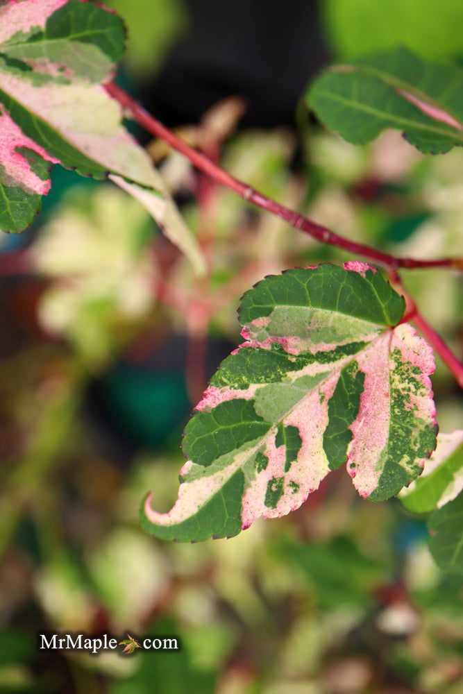 - Acer crataegifolium 'Meuri no fu' Variegated Snakebark Japanese Maple - Mr Maple │ Buy Japanese Maple Trees