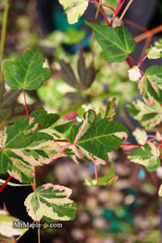 - Acer crataegifolium 'Meuri no fu' Variegated Snakebark Japanese Maple - Mr Maple │ Buy Japanese Maple Trees