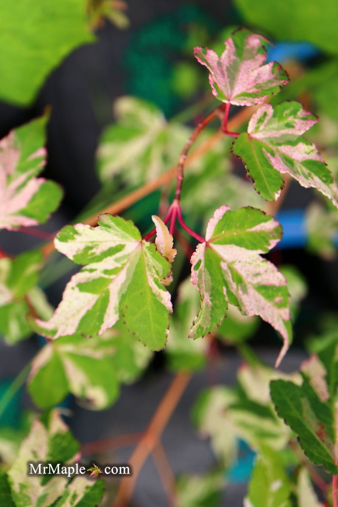 - Acer crataegifolium 'Meuri no fu' Variegated Snakebark Japanese Maple - Mr Maple │ Buy Japanese Maple Trees