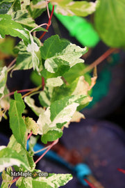 - Acer crataegifolium 'Meuri no fu' Variegated Snakebark Japanese Maple - Mr Maple │ Buy Japanese Maple Trees