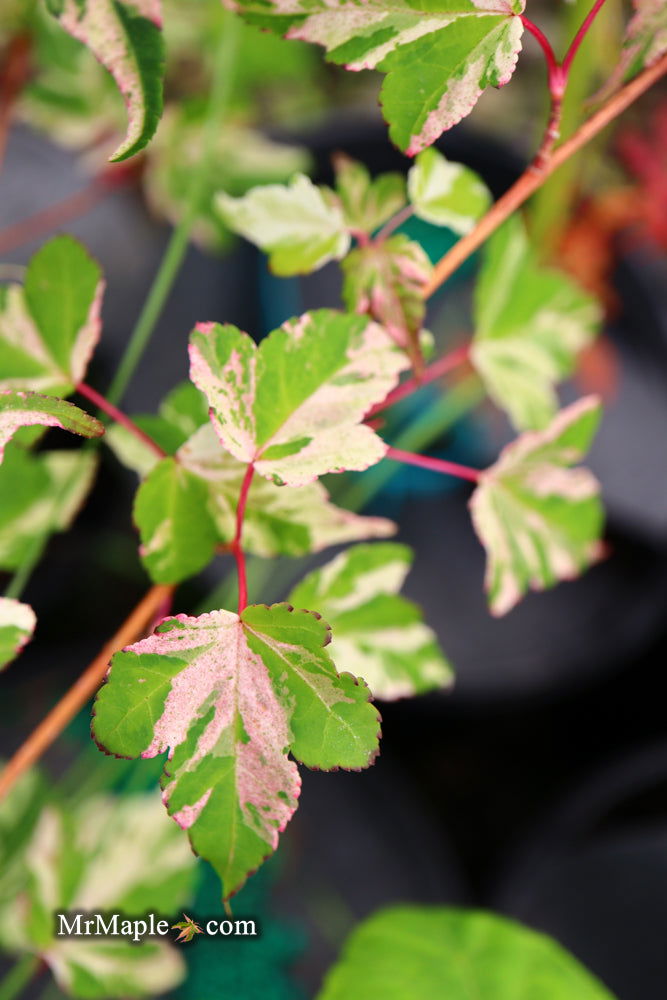 - Acer crataegifolium 'Meuri no fu' Variegated Snakebark Japanese Maple - Mr Maple │ Buy Japanese Maple Trees