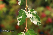 - Acer crataegifolium 'Meuri no fu' Variegated Snakebark Japanese Maple - Mr Maple │ Buy Japanese Maple Trees