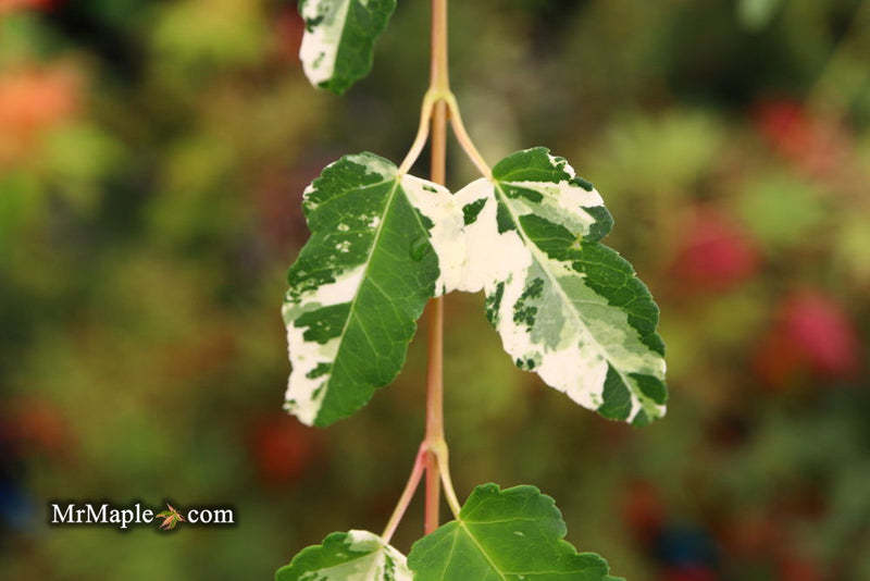 - Acer crataegifolium 'Meuri no fu' Variegated Snakebark Japanese Maple - Mr Maple │ Buy Japanese Maple Trees