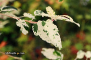 - Acer crataegifolium 'Meuri no fu' Variegated Snakebark Japanese Maple - Mr Maple │ Buy Japanese Maple Trees