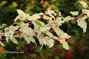 - Acer crataegifolium 'Meuri no fu' Variegated Snakebark Japanese Maple - Mr Maple │ Buy Japanese Maple Trees