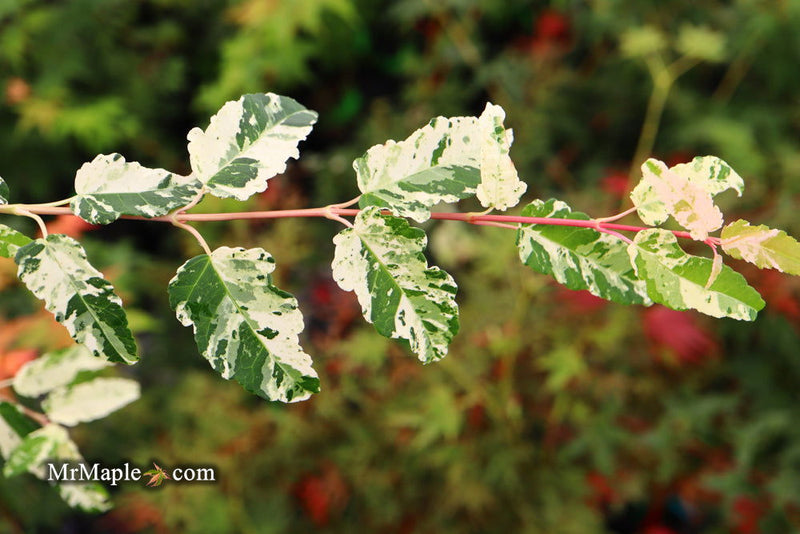 - Acer crataegifolium 'Meuri no fu' Variegated Snakebark Japanese Maple - Mr Maple │ Buy Japanese Maple Trees