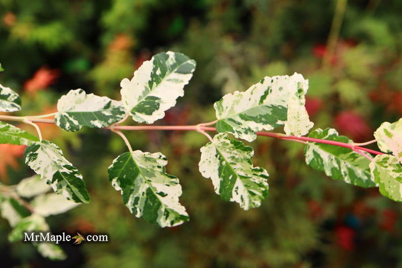 - Acer crataegifolium 'Meuri no fu' Variegated Snakebark Japanese Maple - Mr Maple │ Buy Japanese Maple Trees