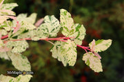 - Acer crataegifolium 'Meuri no fu' Variegated Snakebark Japanese Maple - Mr Maple │ Buy Japanese Maple Trees