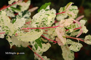 - Acer crataegifolium 'Meuri no fu' Variegated Snakebark Japanese Maple - Mr Maple │ Buy Japanese Maple Trees