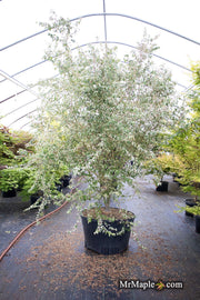 - Acer crataegifolium 'Meuri no fu' Variegated Snakebark Japanese Maple - Mr Maple │ Buy Japanese Maple Trees