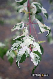 - Acer crataegifolium 'Meuri no fu' Variegated Snakebark Japanese Maple - Mr Maple │ Buy Japanese Maple Trees