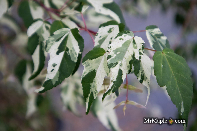 - Acer crataegifolium 'Meuri no fu' Variegated Snakebark Japanese Maple - Mr Maple │ Buy Japanese Maple Trees