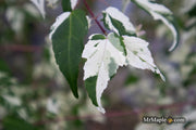 - Acer crataegifolium 'Meuri no fu' Variegated Snakebark Japanese Maple - Mr Maple │ Buy Japanese Maple Trees