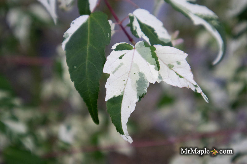 - Acer crataegifolium 'Meuri no fu' Variegated Snakebark Japanese Maple - Mr Maple │ Buy Japanese Maple Trees
