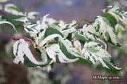 - Acer crataegifolium 'Meuri no fu' Variegated Snakebark Japanese Maple - Mr Maple │ Buy Japanese Maple Trees